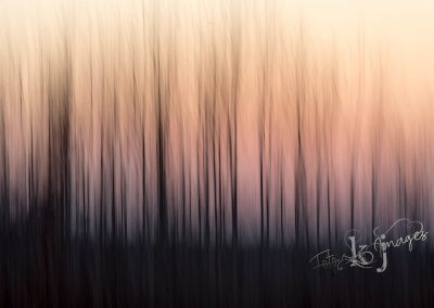 Sunset Through the Trees